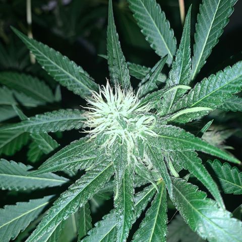 Northern Lights XL growlog timeline photo