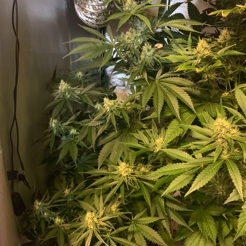 Afghan Skunk growlog timeline photo