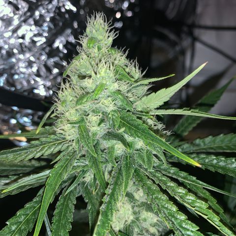 Afghan Skunk growlog timeline photo