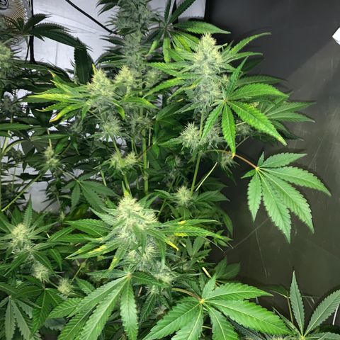 Northern Lights XL growlog timeline photo