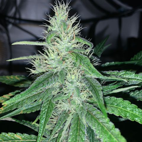 Northern Lights XL growlog timeline photo