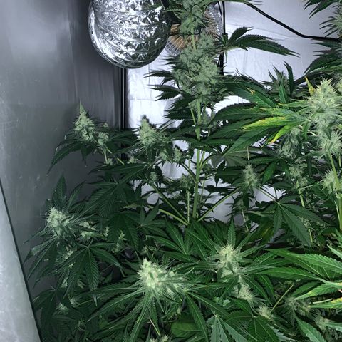 Afghan Skunk growlog timeline photo