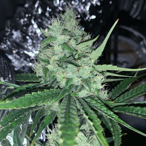 Afghan Skunk growlog timeline photo
