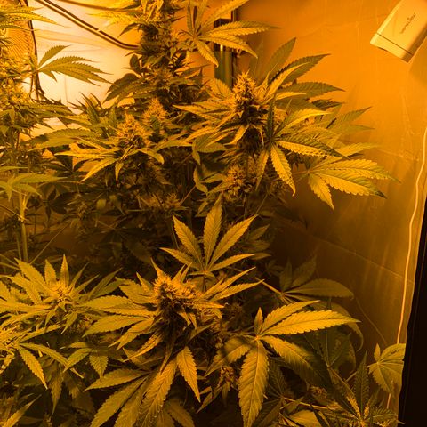 Northern Lights XL growlog timeline photo