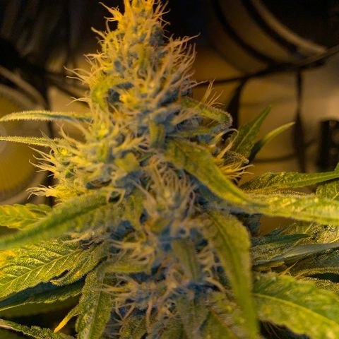 Northern Lights XL growlog timeline photo