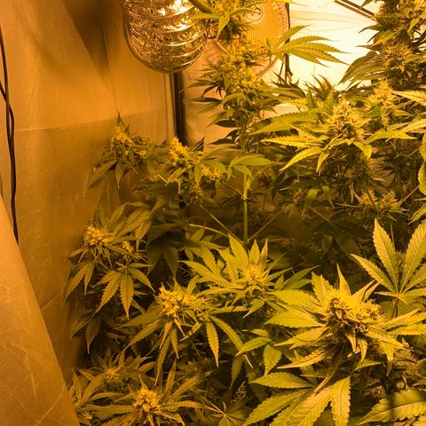 Afghan Skunk growlog timeline photo