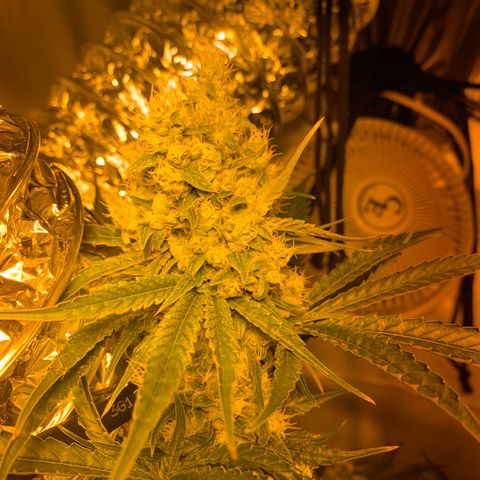 Afghan Skunk growlog timeline photo