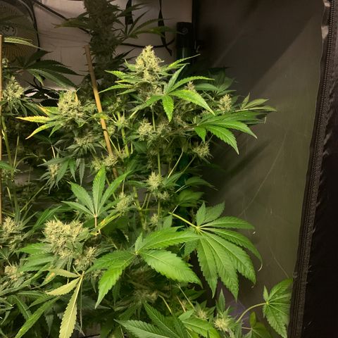 Northern Lights XL growlog timeline photo