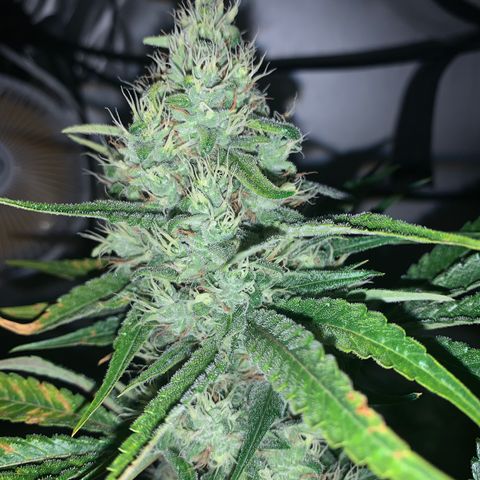 Northern Lights XL growlog timeline photo