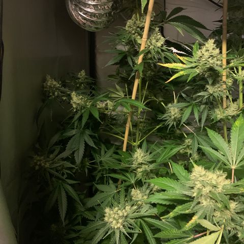 Afghan Skunk growlog timeline photo