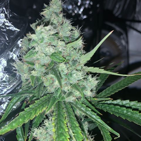 Afghan Skunk growlog timeline photo