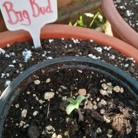 Big Bud Autoflower growlog photo: Completamente fuera. 