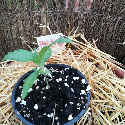 Big Bud Autoflower growlog photo: Segundo par de hojas completo. 