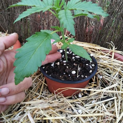 Big Bud Autoflower growlog photo: Tercer par de hojas completo. 