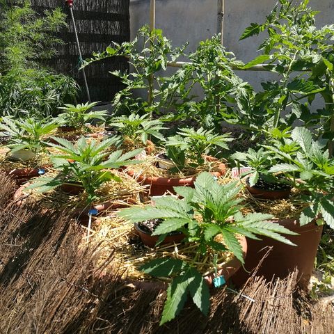 Big Bud Autoflower growlog photo: Creciendo sin problemas. 