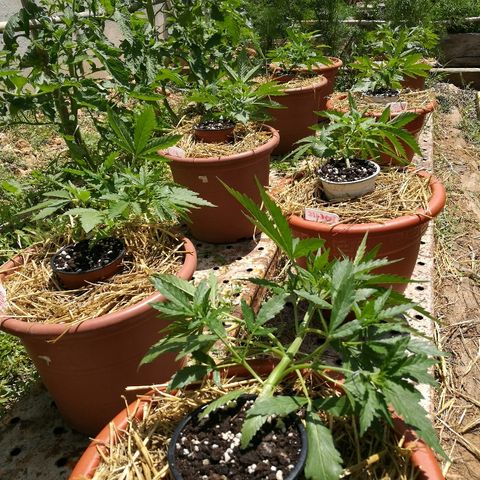 Big Bud Autoflower growlog photo: Cogiendo forma. 