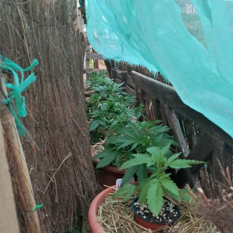 Big Bud Autoflower growlog photo: A cubierto de aviso de tormenta gorda. El cielo sin sol y muy poca luz. 
