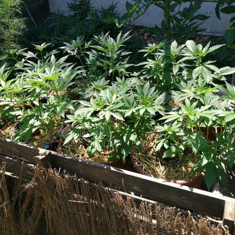 Big Bud Autoflower growlog photo: Estirón y entrada en floración. 