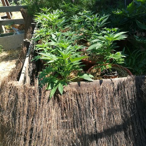 Big Bud Autoflower growlog photo: Estirón y entrada en floración. 
