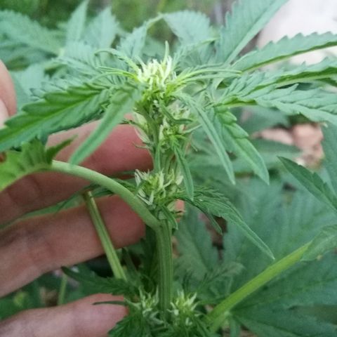 Big Bud Autoflower growlog photo: Floración explosiva. 
