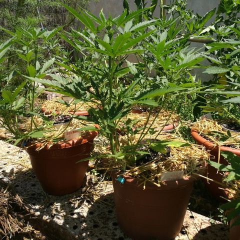 Big Bud Autoflower growlog photo: Estirón completo. 