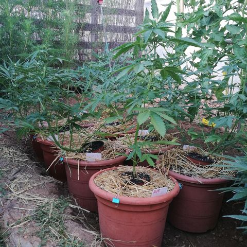 Big Bud Autoflower growlog photo: ! Pa la fosa!
Para rebajar la línea visual y también refrescar las macetas. 