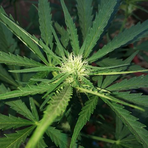 Big Bud Autoflower growlog photo: La floracion sigue avanzando. Muchos pelos gordos. 