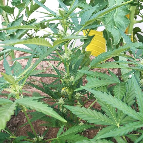 Big Bud Autoflower growlog photo: La floracion sigue avanzando. Muchos pelos gordos. 