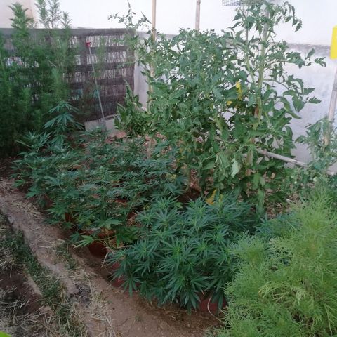 Big Bud Autoflower growlog photo: Foto 1: Floración que ya se ve de lejos. (no huele).
. 
Foto 2: detalle del cogollo de cerca. 
