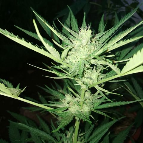 Big Bud Autoflower growlog photo: Foto 1: Floración que ya se ve de lejos. (no huele).
. 
Foto 2: detalle del cogollo de cerca. 
