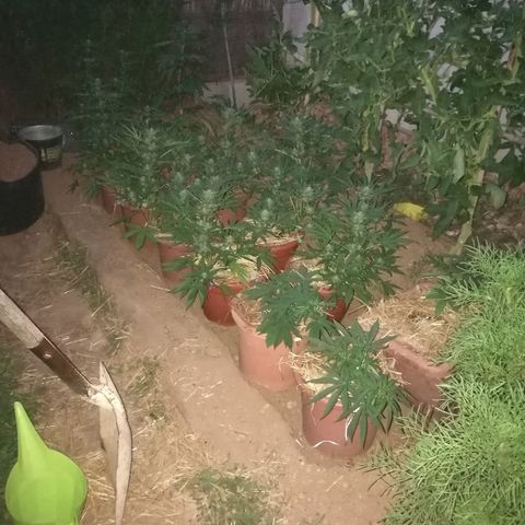 Big Bud Autoflower growlog photo: Cogollos engordando. 0 plagas, 0 problemas de olor. 