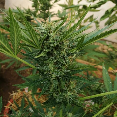 Big Bud Autoflower growlog photo: Algunos pistilos marrones, pero los tricomas siguen transparentes. 