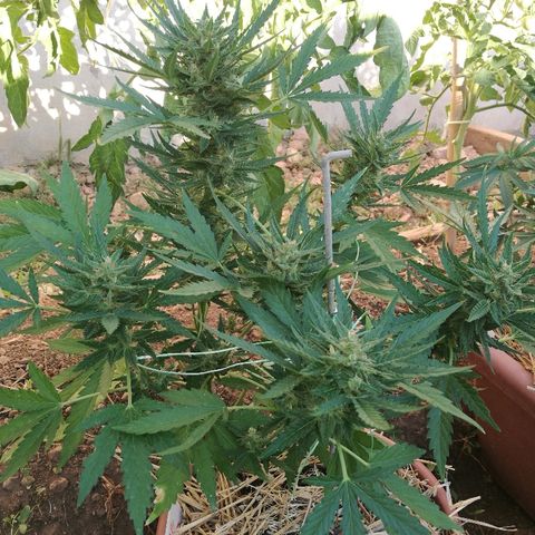 Big Bud Autoflower growlog photo: Madurando, tricomas transparentes. 