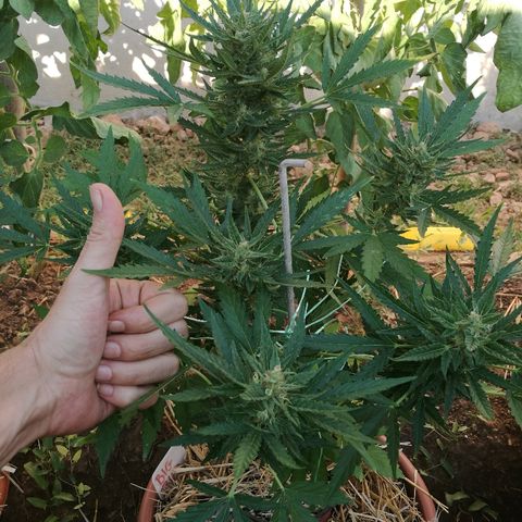 Big Bud Autoflower growlog photo: Madurando, tricomas transparentes. 