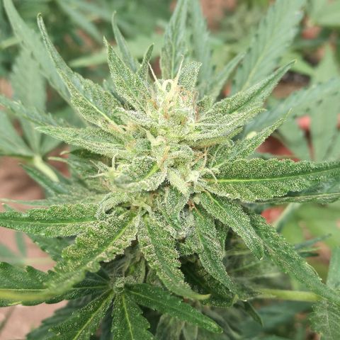 Big Bud Autoflower growlog photo: Detalle de los cogollos. Buena producción de resina. 