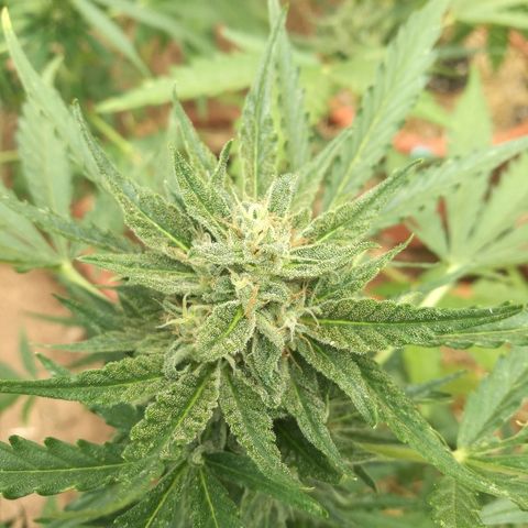 Big Bud Autoflower growlog photo: Detalle de los cogollos. Buena producción de resina. 