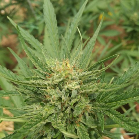 Big Bud Autoflower growlog photo: Detalle de los cogollos. Buena producción de resina. 