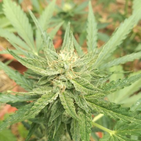 Big Bud Autoflower growlog photo: Detalle de los cogollos. Buena producción de resina. 