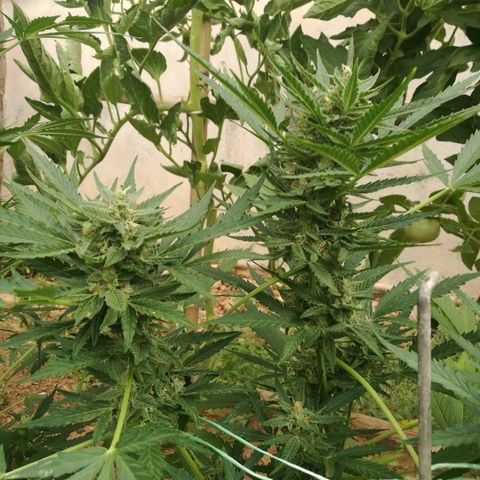 Big Bud Autoflower growlog photo: Colas frondosas pero blanditas. 