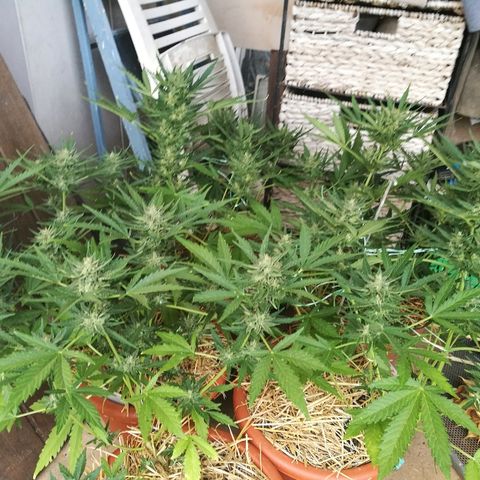 Big Bud Autoflower growlog photo: Bajo techo por la lluvia.
Huelen cuando las muevo, pero luego se estabiliza y para. 