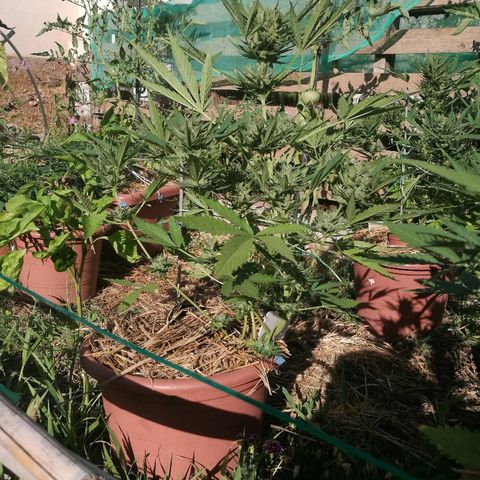 Big Bud Autoflower growlog photo: Cogollos endurecidos y aunque presentan aspectos de maduros, los tricomas siguen transparentes, por lo que siguen produciendo resina.
Espero entre 10 y 15 días más. 