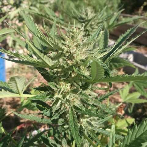 Big Bud Autoflower growlog photo: Cogollos endurecidos y aunque presentan aspectos de maduros, los tricomas siguen transparentes, por lo que siguen produciendo resina.
Espero entre 10 y 15 días más. 
