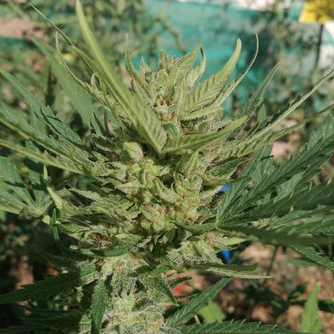 Big Bud Autoflower growlog photo: Cogollos endurecidos y aunque presentan aspectos de maduros, los tricomas siguen transparentes, por lo que siguen produciendo resina.
Espero entre 10 y 15 días más. 