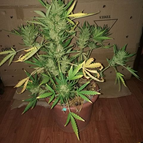 Big Bud Autoflower growlog photo: Día de corte