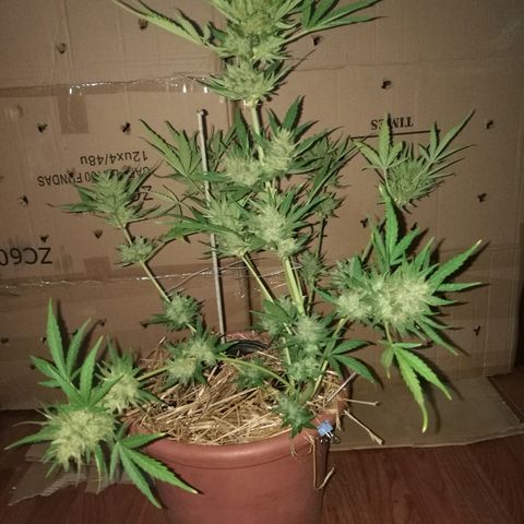 Big Bud Autoflower growlog photo: Día de corte