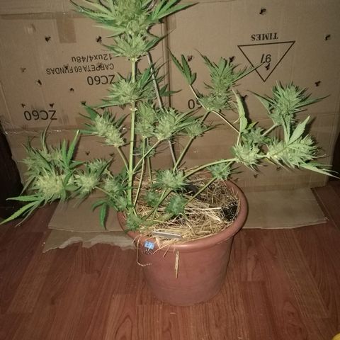 Big Bud Autoflower growlog photo: Día de corte