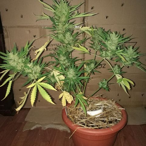 Big Bud Autoflower growlog photo: Día de corte