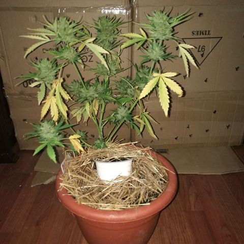 Big Bud Autoflower growlog photo: Día de corte
