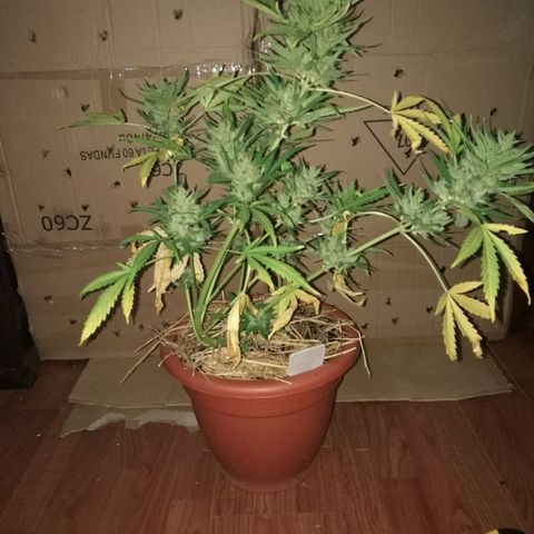 Big Bud Autoflower growlog photo: Día de corte