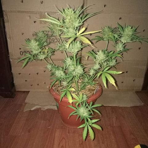Big Bud Autoflower growlog photo: Día de corte